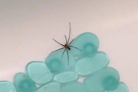 Campus resident Robin Paige Hamby posted on her Facebook Feb. 22, and wrote that she has found more than 40 brown recluse spiders in her apartment. Housing and Residence Life has offered Hamby and her roommates to move to a different apartment, but they declined.