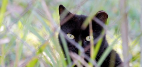Help the cats, don’t ignore them