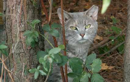 The university has been dealing with the presence of feral cats for many years, however, no policy change has been made. 