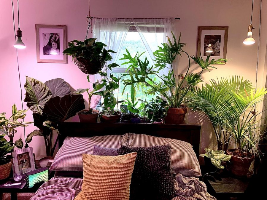 The plant-filled apartment of Cody Hagerman, a junior environmental science major.