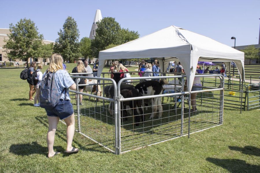 Students interact with animals at a petting zoo on The Quad sponsored by the Student Christian Fellowship Aug. 25. (Photo by Crystal Killian)