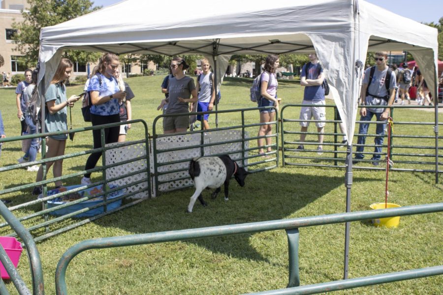 Students meet animals on The Quad at an event hosted by the Student Christian Fellowship on Aug. 25. There were a variety of animals on The Quad, including goats and alpacas. (Photo by Crystal Killian)