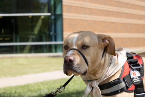 Ozzie, Calloway's service dog, lays his ears back for a photo Sept. 1. Ozzie was rescued from living on the streets in garbage as a puppy. (Photo by Crystal Killian)