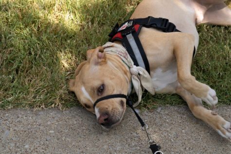 Ozzie, Calloway's service dog, rolls around in the grass next to the University Center Fountain Sept. 1. When Ozzie is off duty, he acts like any normal dog, loving to chew on his tire toy and watching TV. (Photo by Crystal Killian)