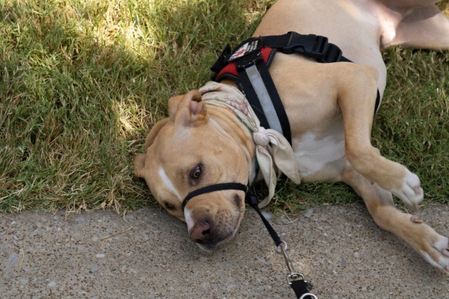 Ozzie, Calloways service dog, rolls around in the grass next to the University Center Fountain Sept. 1. When Ozzie is off duty, he acts like any normal dog, loving to chew on his tire toy and watching TV. (Photo by Crystal Killian)
